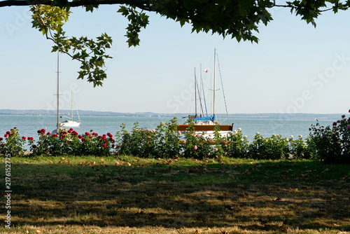 Sailboats on Lake Balaton with blooming roses and green trees