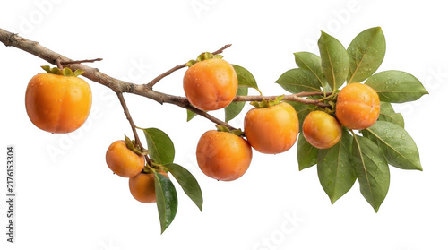 Fresh orange persimmon fruits hanging on a brown tree branch with green leaves isolated on transparent background
