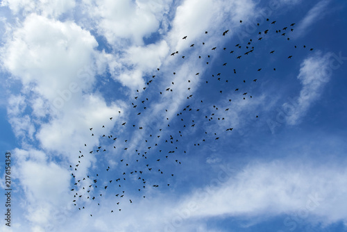 A large flock of starlings flies in formation across a bright blue sky with clouds