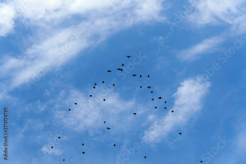 A flock of starlings flies in formation against a bright blue sky with clouds