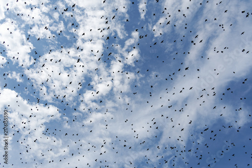 A large flock of starlings flying in formation against a cloudy blue sky