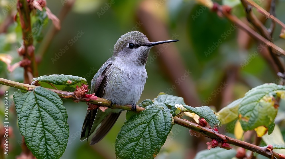 Obraz premium A small hummingbird perches on a branch surrounded by green leaves and red buds in a natural setting