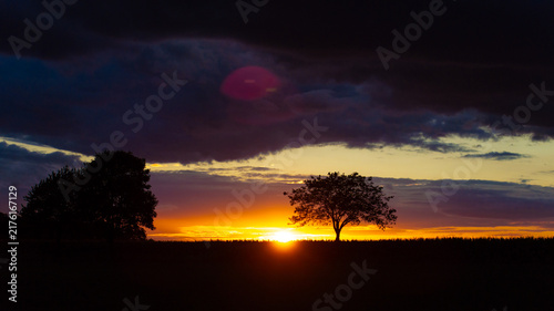 a tree in a beautiful evening sundown