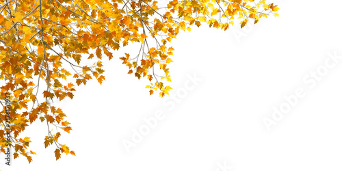 Yellow and orange autumn tree branches overhead border isolated on transparent background