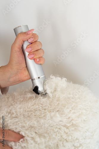 Fotografía A person uses a silver electric clipper to trim the thick white fur of a Bichon Frise dog
