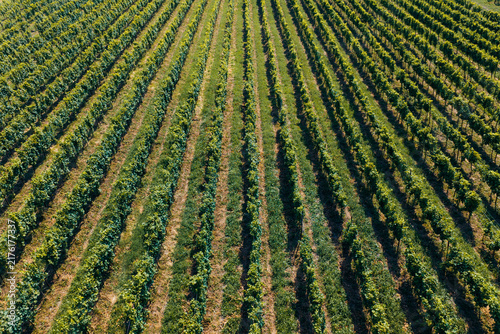 Aerial view of lush green vineyards with perfectly aligned rows of grapevines Kakheti, Georgia.