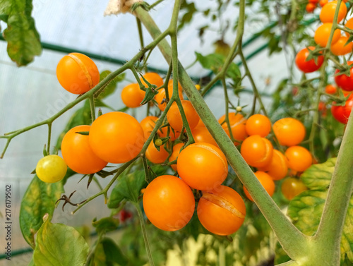 Yellow cherry tomatoes in the greenhouse are ripening and cracking. This could be due to watering issues or temperature fluctuations. Close-up
