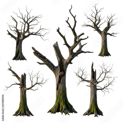 Overhead, ultra-photorealistic flat-lay of five severely cracked, dark deadwood trees with green moss and skeletal branches, isolated on a stark white void background. Concept of geological time and