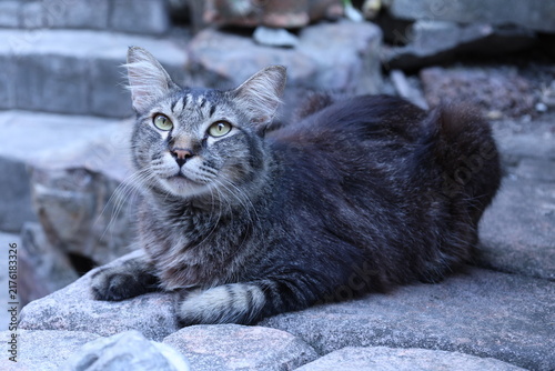 Fotografía Chat domestique tigré gris aux yeux verts couché sur des pierres