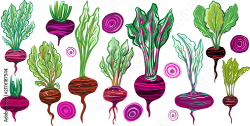 Decorative hand drawn beetroot sketches with colorful striped roots and leafy tops