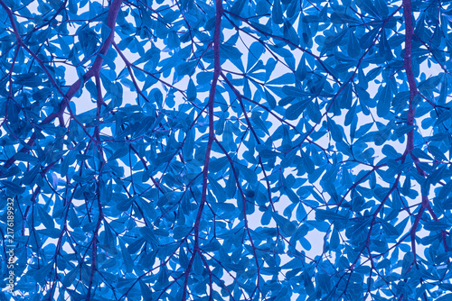 Abstract blue tree leaves foliage canopy view looking up from below against bright sky, surreal nature background pattern