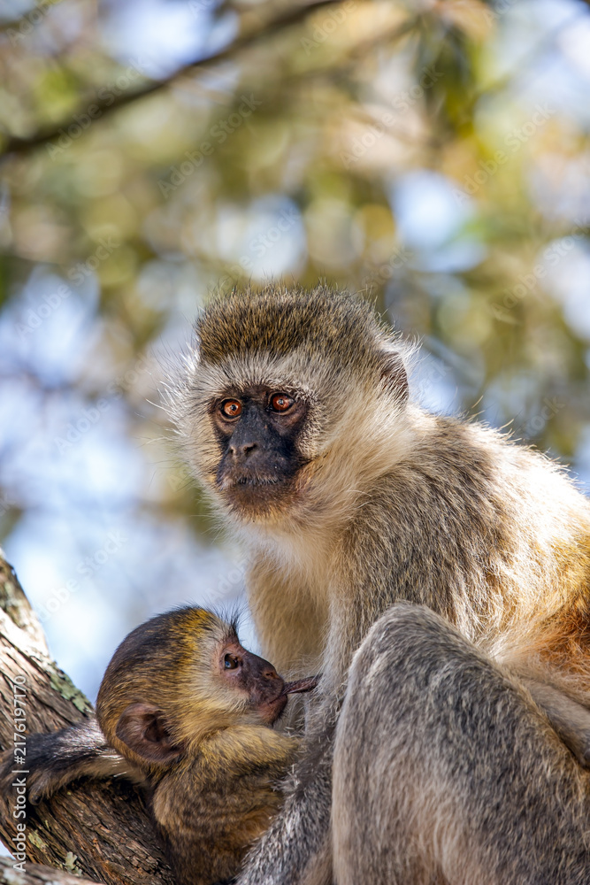 Obraz premium Velvet monkey feeding its baby