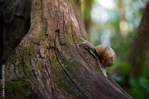 Fotografía Grape snail (Helix pomatia) slowly moving on the textured bark of a fallen tree on a blurred green background
