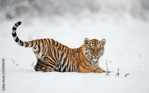 A young tiger crouching low in the deep white snow, looking towards the camera with its tail raised, surrounded by a winter landscape with blurred trees in the background