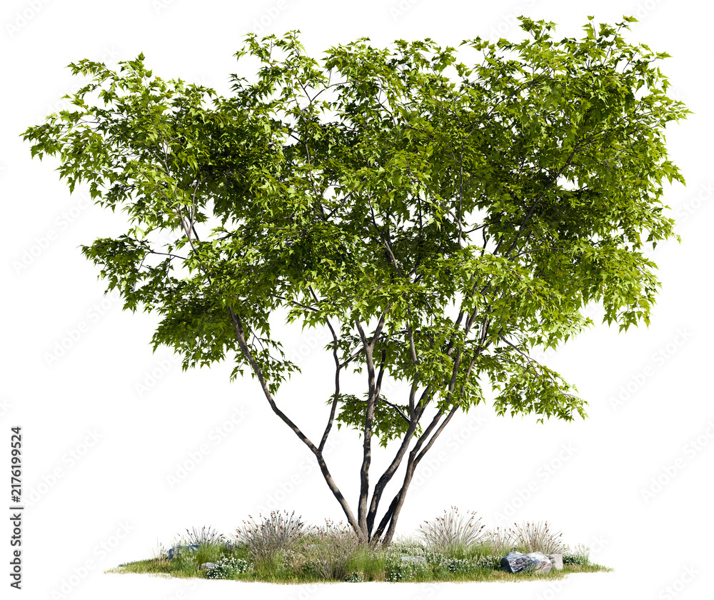 Obraz premium Broad low-branching deciduous green tree on a lush grass patch with wildflower shrub accents, isolated on a transparent background for 3D landscape design