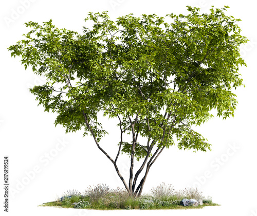Quadro su tela Broad low-branching deciduous green tree on a lush grass patch with wildflower s