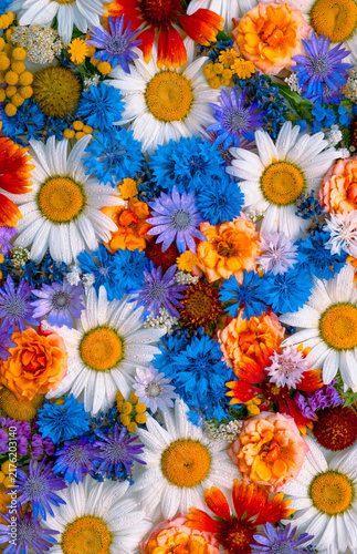 Floral Flat Lay Background With Fresh Water Droplets On Petals. Background with Beautiful Flowers Top View Vertical 
