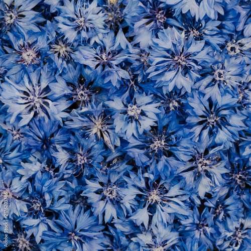 Square Full Frame Background Of Vivid Blue Cornflower Flowers Blossoms