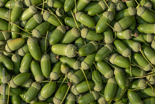 Green Acorns Arranged In Full Frame Flat Lay On Wooden Background