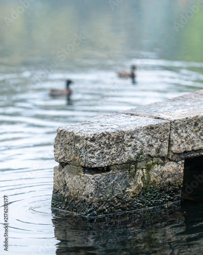 Macro close-up of stone bridge pier meeting calm water with bird reflection