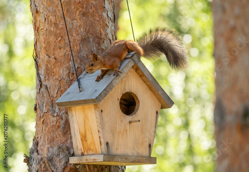 Wide Shot Of Red Squirrel On Wooden Birdhouse Hanging From Pine Tree