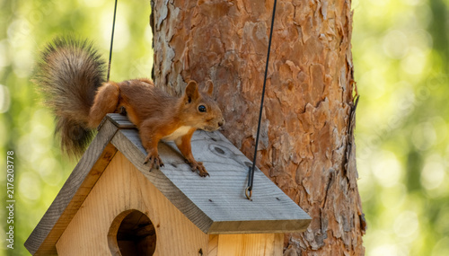 Red Squirrel Standing On Birdhouse Roof With Pine Bark Background