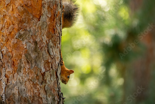 Curious Red Squirrel Peeking Around A Pine Tree Trunk