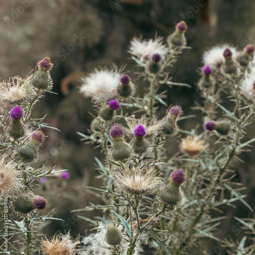 Wild Purple Thistle Flowers With Spiky Stems In Natural Meadow Setting