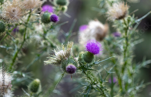 Close Up Of Purple Thistle Flower Bloom Among Spiky Green Foliage