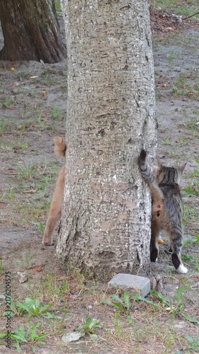 Cute ginger orange cat and grey striped tabby cat play around a large tree trunk in the forest, peeking from behind the tree and walking together on the green grass ground.