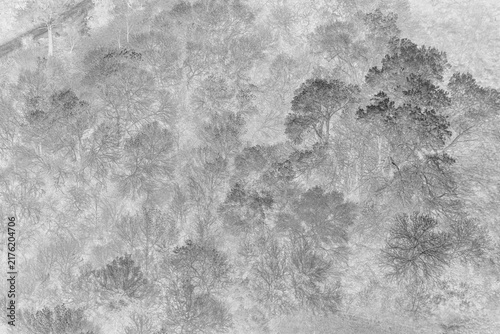 Winter forest landscape with frosty trees and branches