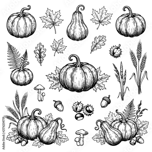 Hand Drawn Autumn Botanical Collection with Pumpkins and Leaves