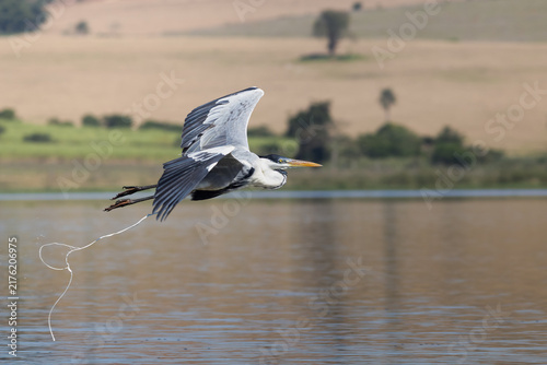 Funny heron