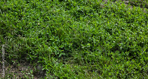 Dense green grass, mostly knotweed, growing as a thick natural ground cover in summer.