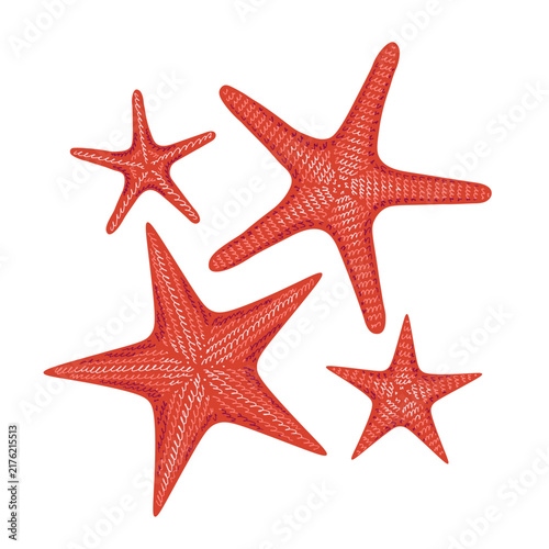 Hand drawn illustration features starfish with textured hatch marks. The illustration shows a closeup of several coral colored starfish. A trendy design for advertising, labels, and posters.