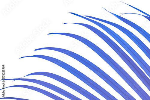 Curved blue tropical palm frond leaves isolated on transparent background, decorative palm branch for frame and border designs