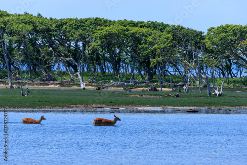Картината върху платно 夏の北海道の野付半島でナラワラ近くの水辺を歩く野生のエゾシカの親子
