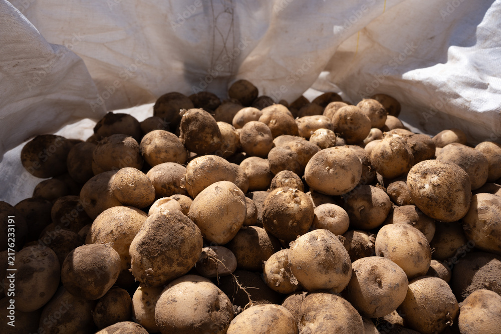 Fototapeta premium A large pile of fresh potatoes stored in a white woven sack