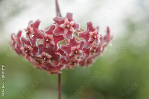 Fotografie close-up of fuzzy, star-shaped pink and white blooms of a Hoya plant, commonly r