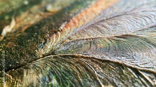 Earthy Close-Up: Textured Natural Surfaces for Background Design