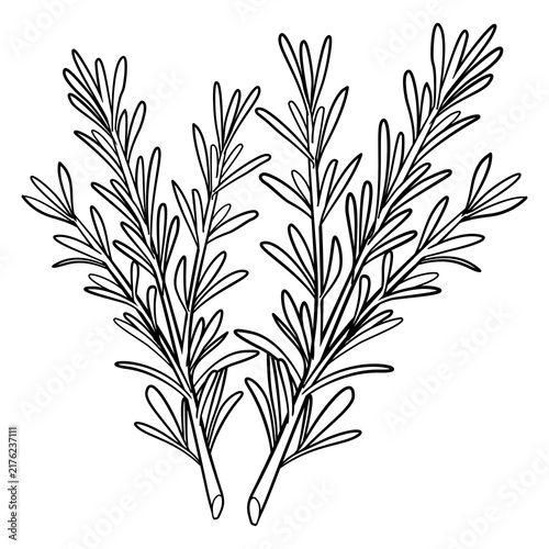 Hand drawn black and white line art style of rosemary for coloring book or page 
