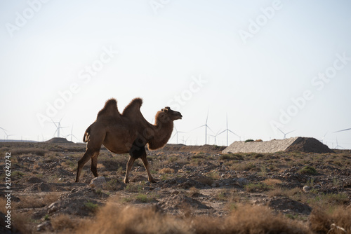 Photography bactrian camel walking in desert landscape with wind turbines