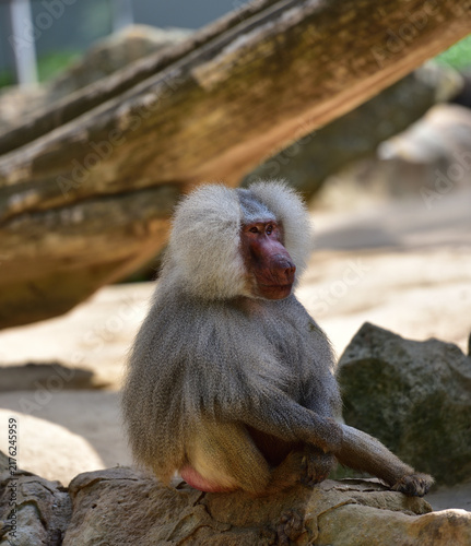 Cuadro en lienzo Hamadryas baboon sitting on a rock at a zoo