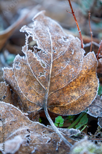 Fotografie Delicate frost crystals adorn a decaying brown leaf on a cold winter morning, ba