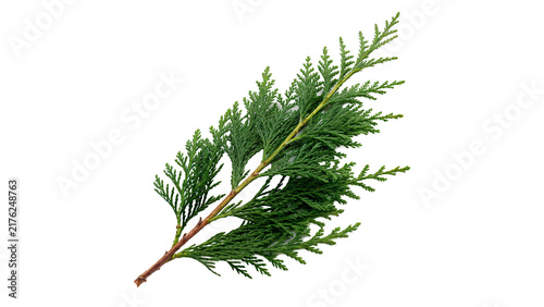 Photography Fresh green cedar thuja branch branch isolated on transparent background evergre