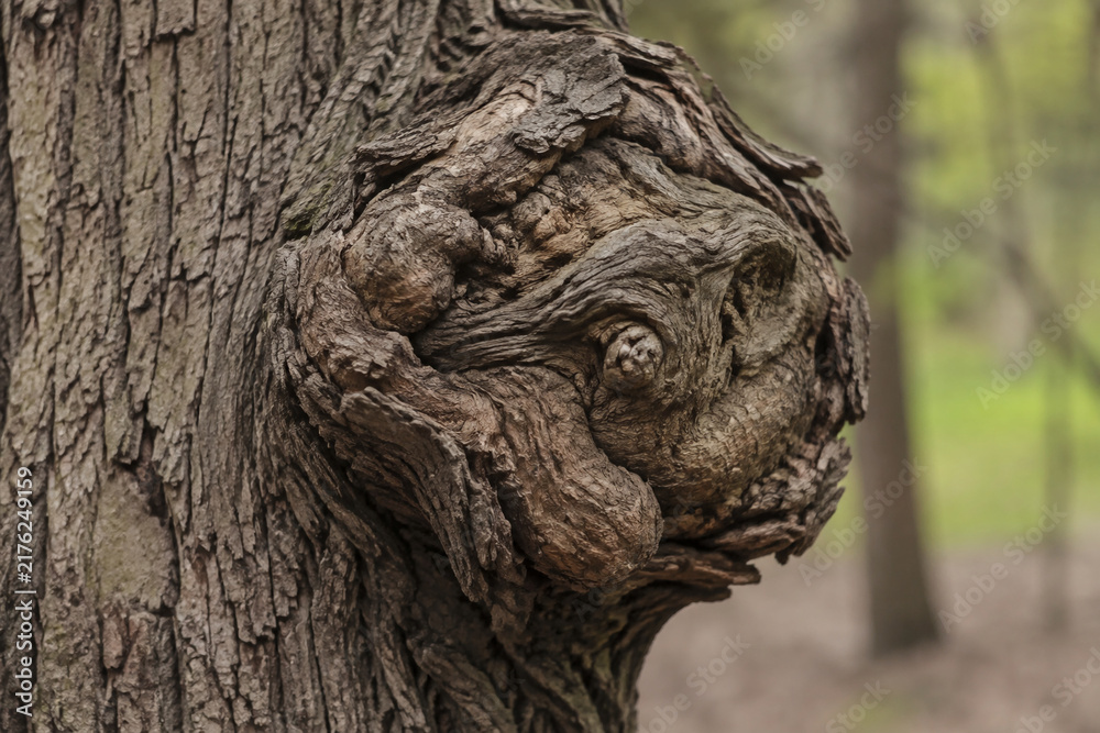 Obraz premium A detailed close-up of a large, gnarled burl on a tree trunk, distorting the straight grain of the wood.