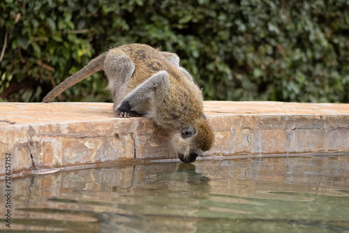 Obraz w ramie vervet monkey drinking