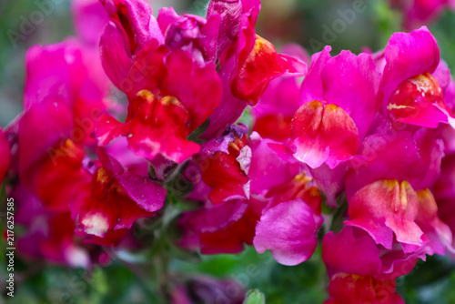 Vibrant pink snapdragon flowers with orange centers are captured in a close-up within a garden. Petal details are clearly visible against a blurred green leaf background, creating a rich natural compo