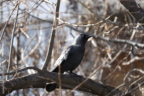 Quadro su tela Western jackdaw bird with bright eyes perched on a branch