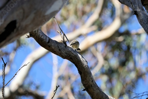Fotografie Yellow-rumped Thornbill (Acanthiza chrysorrhoa) perched, South Australia